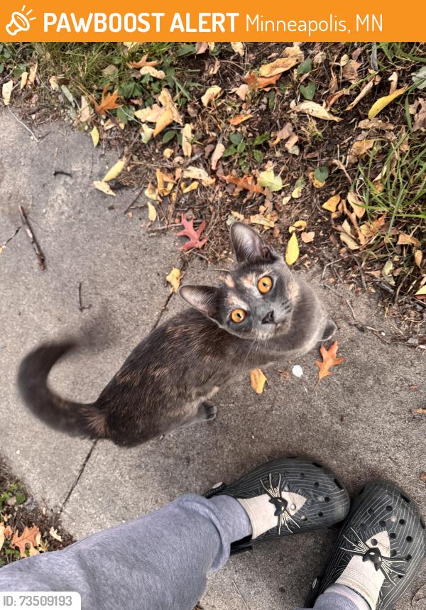 Found/Stray Female Cat last seen James and 44th Ave, Minneapolis, MN 55412