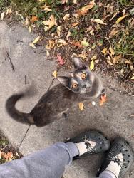 Found/Stray Female Cat last seen James and 44th Ave, Minneapolis, MN 55412