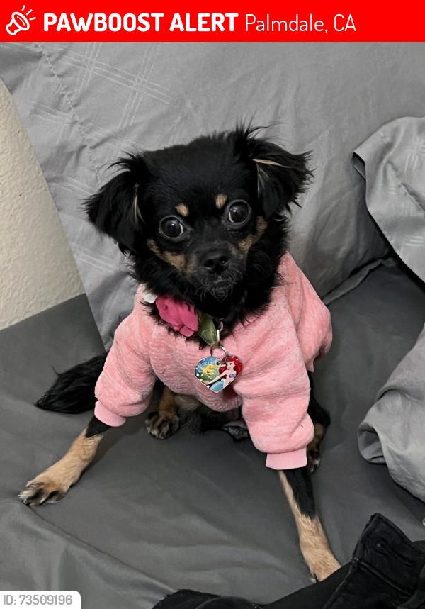 Lost Female Dog last seen Doheny Ln, Palmdale, CA 93552