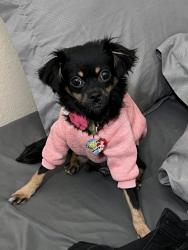 Lost Female Dog last seen Doheny Ln, Palmdale, CA 93552