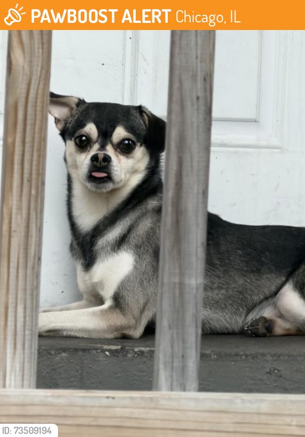 Found/Stray Male Dog last seen Near S Calumet, Chicago, IL 60653