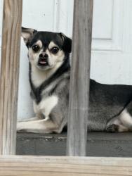Found/Stray Male Dog last seen Near S Calumet, Chicago, IL 60653