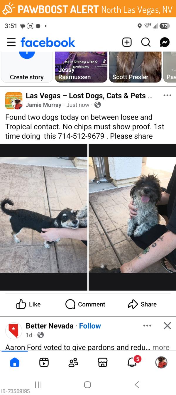Found/Stray Female Dog last seen Losee and Tropical, North Las Vegas, NV 89081
