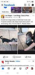 Found/Stray Female Dog last seen Losee and Tropical, North Las Vegas, NV 89081