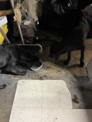 Found/Stray Unknown Dog last seen Hemlock and Merrill Ave, Fontana, CA 92335