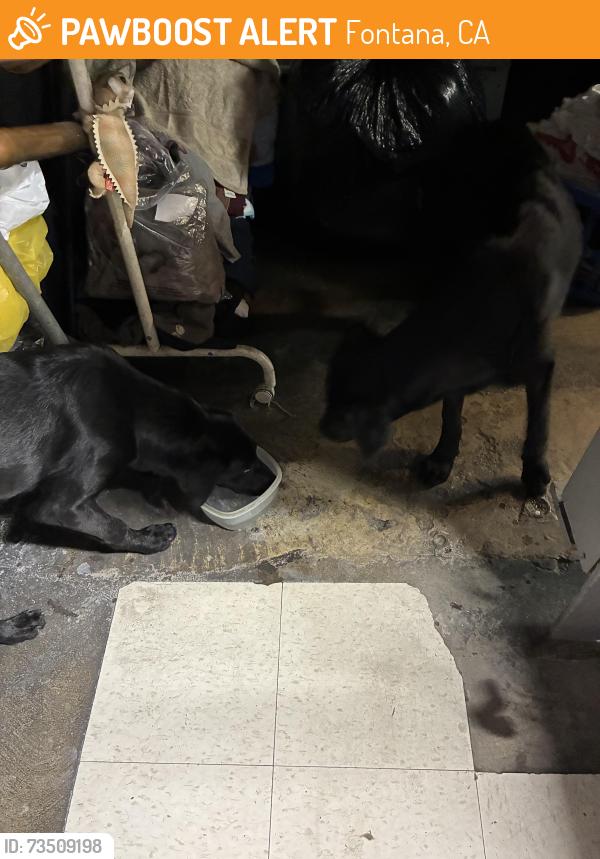 Found/Stray Unknown Dog last seen Hemlock and Merrill Ave, Fontana, CA 92335