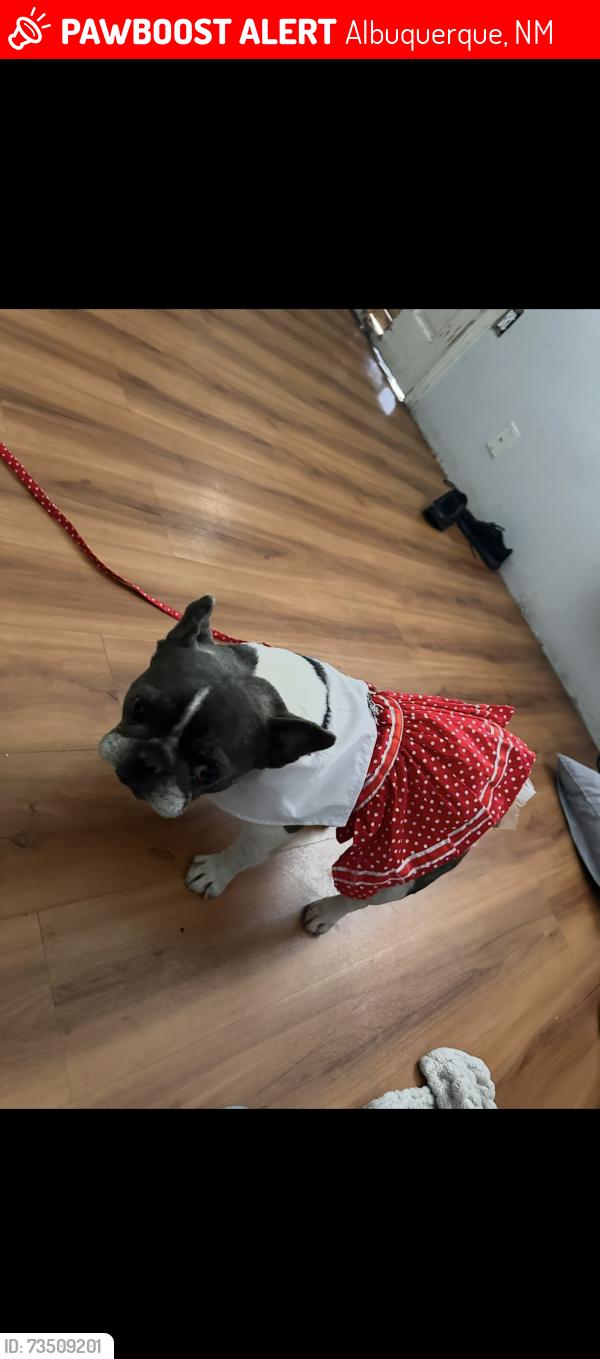 Lost Female Dog last seen Centel, Albuquerque, NM 87123