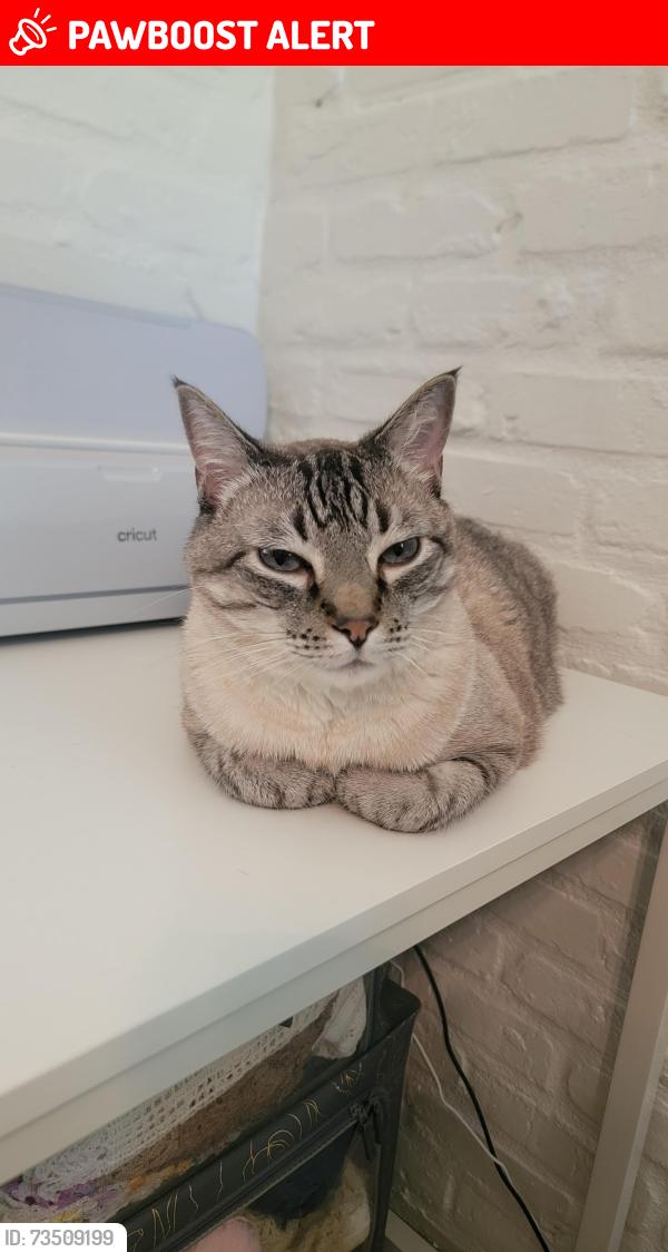 Lost Male Cat last seen Hagerstown, City of St. George, LA 70817