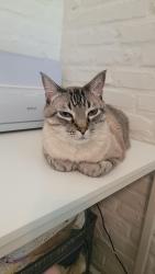 Lost Male Cat last seen Hagerstown, City of St. George, LA 70817