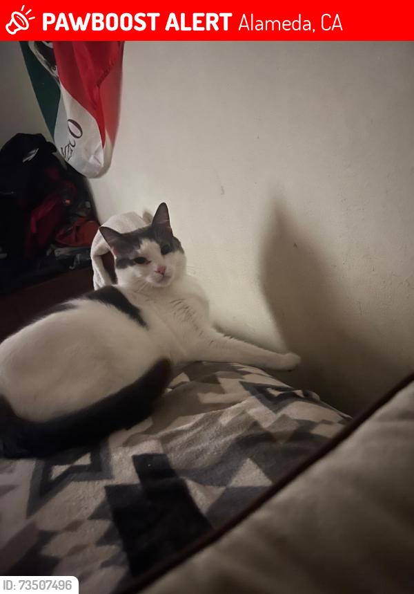Lost Male Cat last seen Alameda ca, Alameda, CA 94501