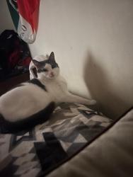 Lost Male Cat last seen Alameda ca, Alameda, CA 94501