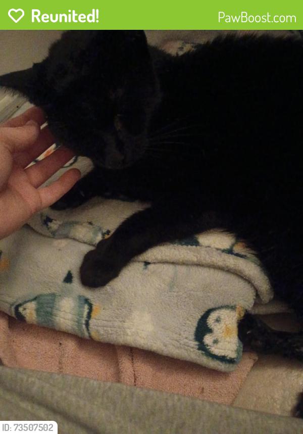 Reunited Male Cat last seen 12 mile, Madison Heights, MI 48071
