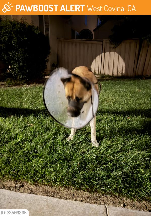 Found/Stray Male Dog last seen Holt and Grand West Covina, West Covina, CA 91723