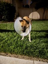 Found/Stray Male Dog last seen Holt and Grand West Covina, West Covina, CA 91723
