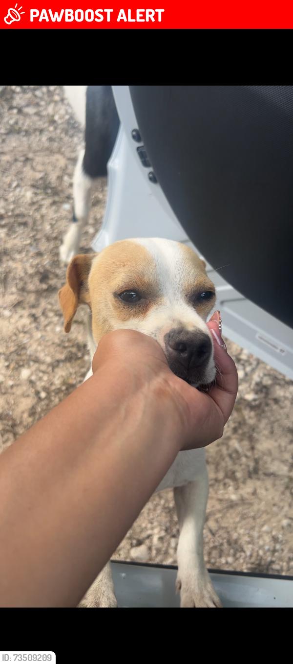 Lost Male Dog last seen Near fm, Montgomery County, TX 77302