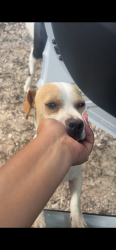 Lost Male Dog last seen Near fm, Montgomery County, TX 77302