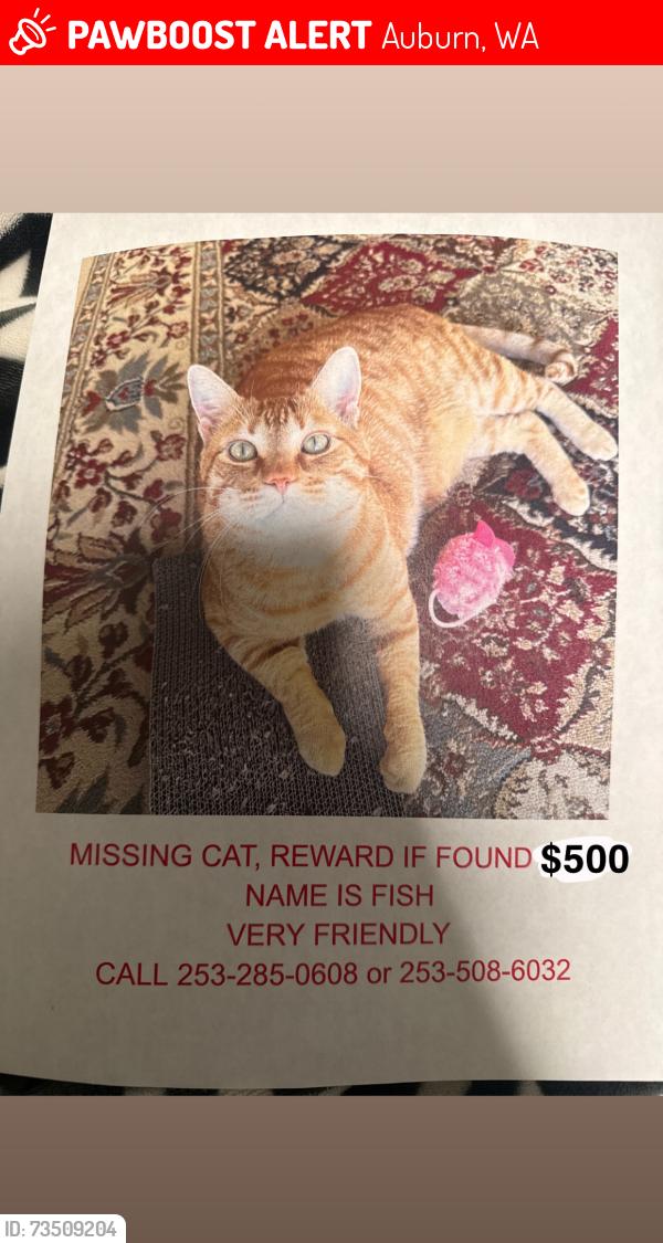 Lost Male Cat last seen Brannan Park, Auburn, WA 98002