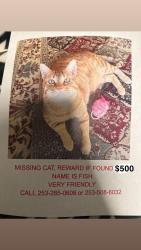 Lost Male Cat last seen Brannan Park, Auburn, WA 98002