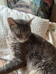 Reunited Male Cat last seen North Ozanam and W Cullom, Norridge, IL 60706