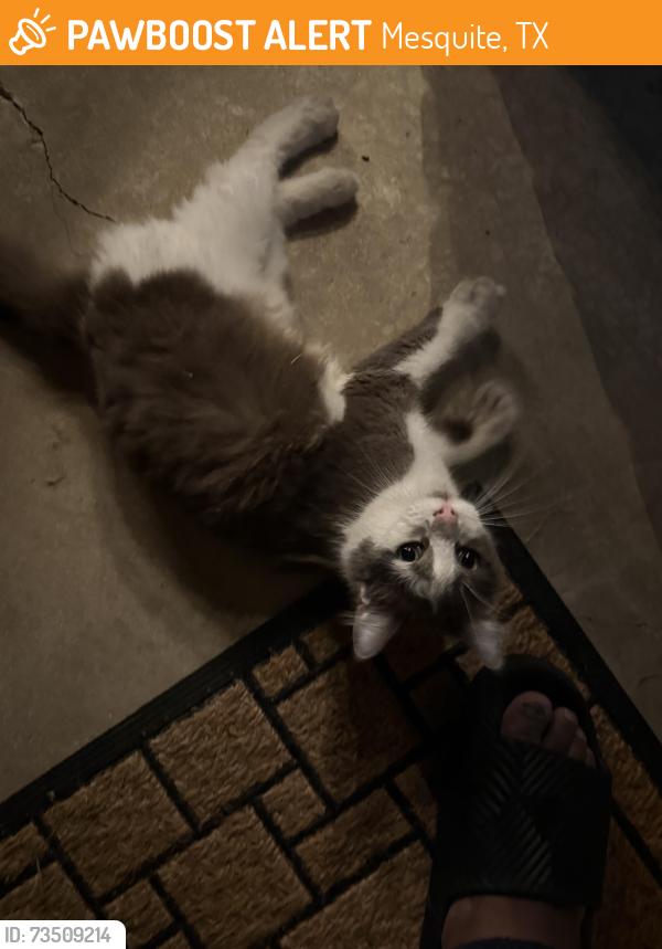 Found/Stray Unknown Cat last seen Near jasanda way, Mesquite, TX 75149