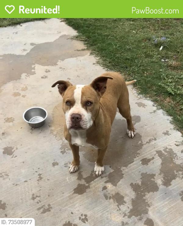 Reunited Male Dog last seen Navajo street, Midland, TX 79705