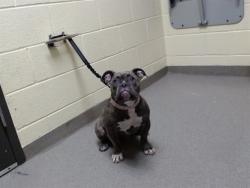 Shelter Stray Female Dog last seen Near BLOCK N CHERRY ST, DENVER CO 80220, 1241 W Bayaud Ave, Denver, CO 80223, USA