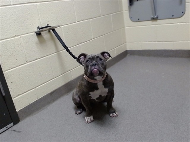 Shelter Stray Female Dog last seen Near BLOCK N CHERRY ST, DENVER CO 80220, 1241 W Bayaud Ave, Denver, CO 80223, USA