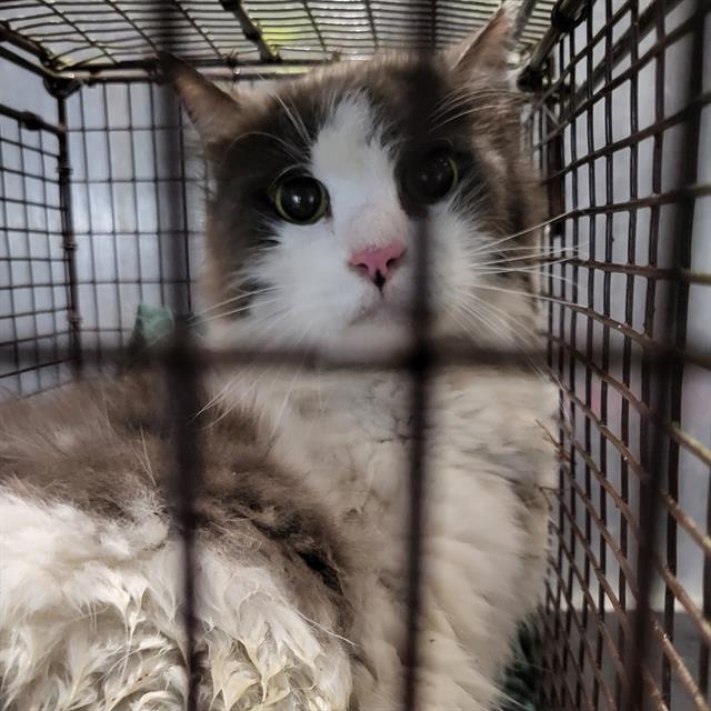 Shelter Stray Male Cat last seen US 281, 4710 TX-151, San Antonio, TX 78227, USA