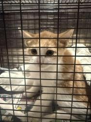 Shelter Stray Female Cat last seen ELMER, 4710 TX-151, San Antonio, TX 78227, USA