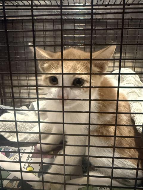 Shelter Stray Female Cat last seen ELMER, 4710 TX-151, San Antonio, TX 78227, USA