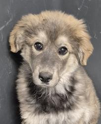 Shelter Stray Female Dog last seen Near BLOCK DART DR, TEHACHAPI CA 93561, 3951 Fruitvale Ave, Bakersfield, CA 93308, USA