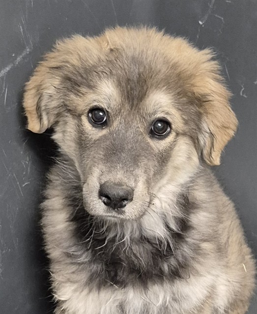 Shelter Stray Female Dog last seen Near BLOCK DART DR, TEHACHAPI CA 93561, 3951 Fruitvale Ave, Bakersfield, CA 93308, USA