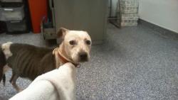 Shelter Stray Female Dog last seen CHARLOTTE, 8315 Byrum Dr, Charlotte, NC 28217, USA