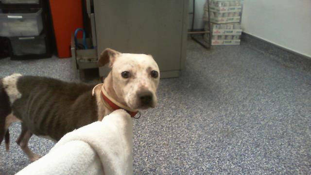 Shelter Stray Female Dog last seen CHARLOTTE, 8315 Byrum Dr, Charlotte, NC 28217, USA