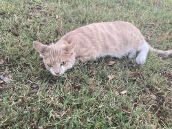 Shelter Stray Female Cat last seen Near BLK COUNTRY CLUB DR. LONG BEACH CA 90807, 7700 E Spring St, Long Beach, CA 90815, USA