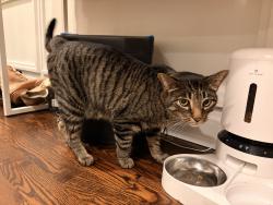 Found/Stray Unknown Cat last seen Western and Belle Plaine, Chicago, IL 60618