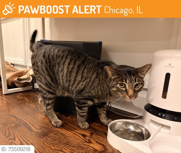 Found/Stray Unknown Cat last seen Western and Belle Plaine, Chicago, IL 60618