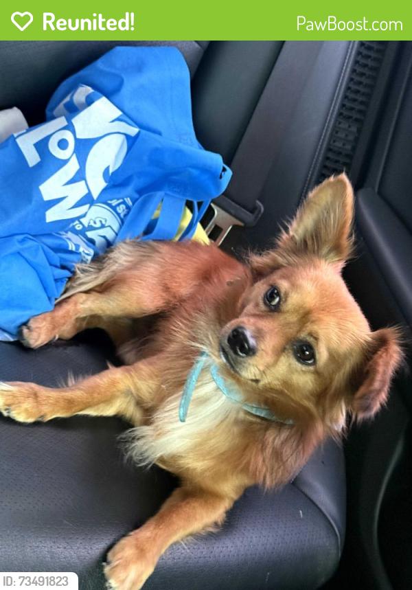Reunited Male Dog last seen South White Ave and Rancho Valley Dr, Pomona, CA 91766