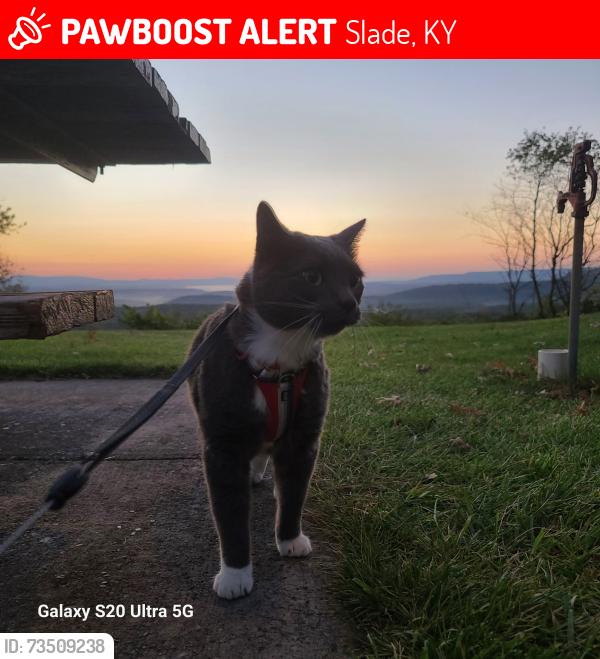 Lost Male Cat last seen Miguel’s pizza, Slade, KY 40376