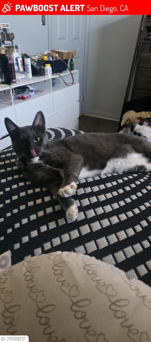 Lost Male Cat last seen Marjorie dr and minerva st., San Diego, CA 92114