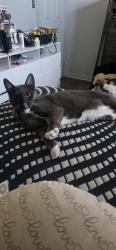 Lost Male Cat last seen Marjorie dr and minerva st., San Diego, CA 92114