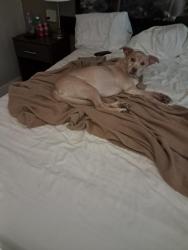 Lost Male Dog last seen Nix creek, Marion, NC 28752