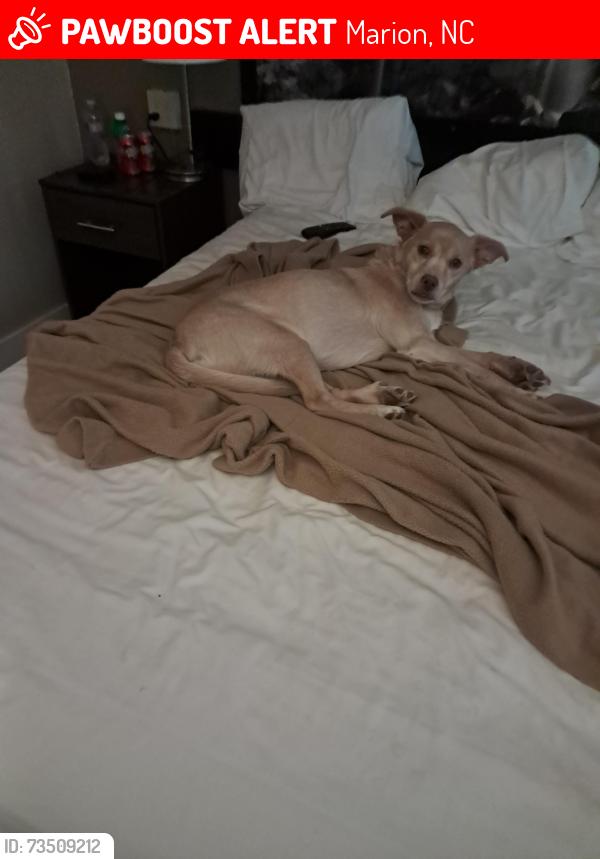 Lost Male Dog last seen Nix creek, Marion, NC 28752