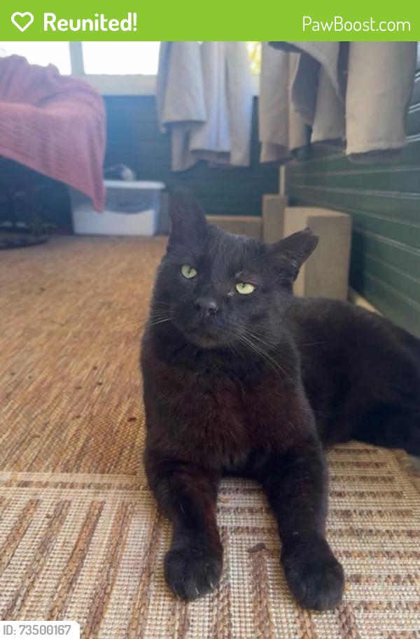 Reunited Male Cat last seen A block over from Huntington Elementary on 45th & Adams, Lincoln, NE 68504
