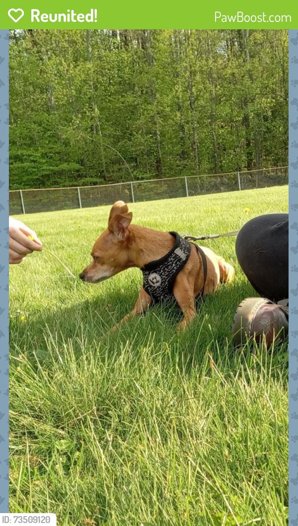 Reunited Male Dog last seen Northwoods Dr, Orange County, NC 27278