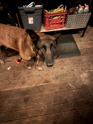 Reunited Male Dog last seen Southeast green valley road and state route 169, Auburn, WA 98002