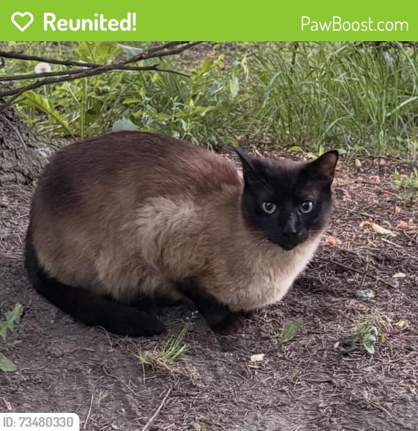 Reunited Male Cat last seen N Beck Plymouth Area, Plymouth, MI 48170