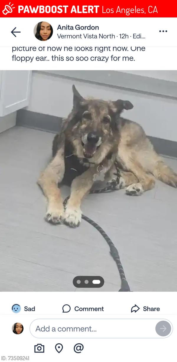 Lost Male Dog last seen CENTURY AND VERMONT, Los Angeles, CA 90047