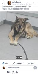 Lost Male Dog last seen CENTURY AND VERMONT, Los Angeles, CA 90047