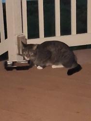 Found/Stray Unknown Cat last seen Apple Hill Court, Elgin, IL 60120